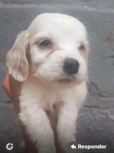 Cocker spaniel orelhudos carinhosos