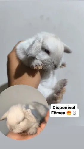 Coelhos