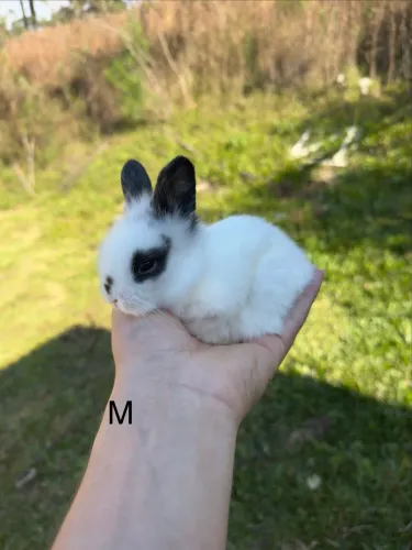 Mini coelho lion