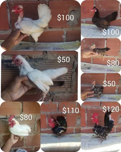 Galinhas mini