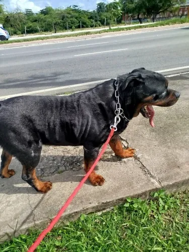 Disponível Rotewailer com quatro anos