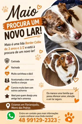 LINDA BORDER COLLIE FEMEA PARA ADOÇÃO RESPONSÁVEL