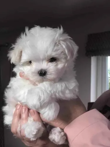Filhote Maltês, Prepare-se para uma explosão de alegria e carinho!