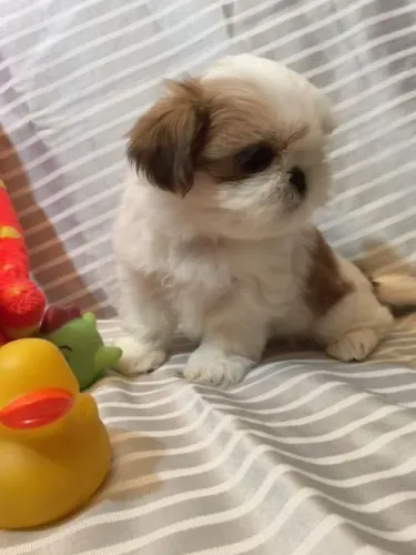 Shih Tzu Que Acrescenta Leveza Aos Seus Dias