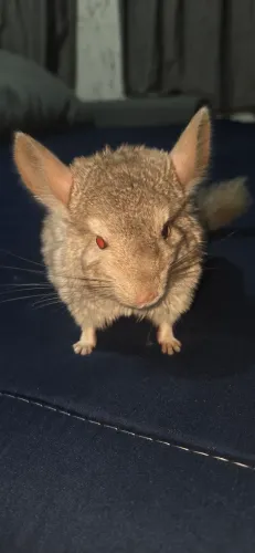Chinchila