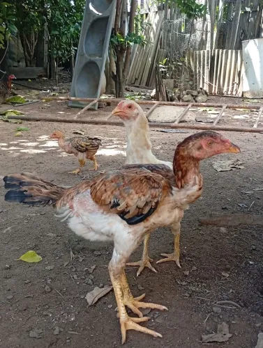 Frangas carioca