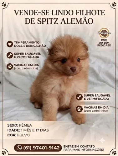 Spitz alemão Fêmea