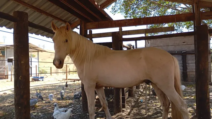 Cavalo Manga Larga