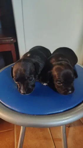 FILHOTES DE PINSCHER