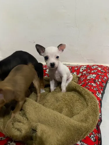Pinscher fêmea 0