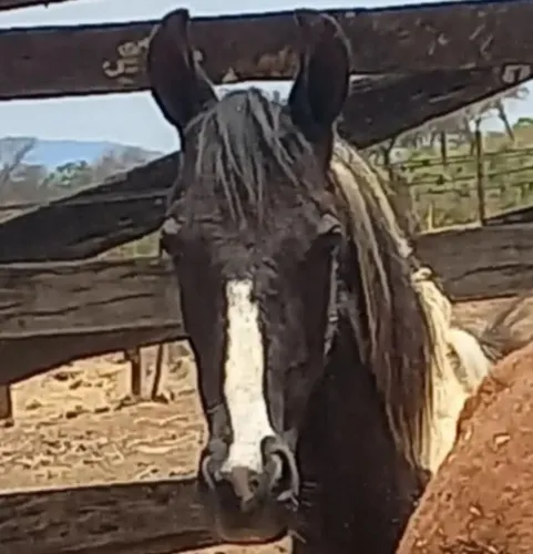 Potro manga larga marchador 