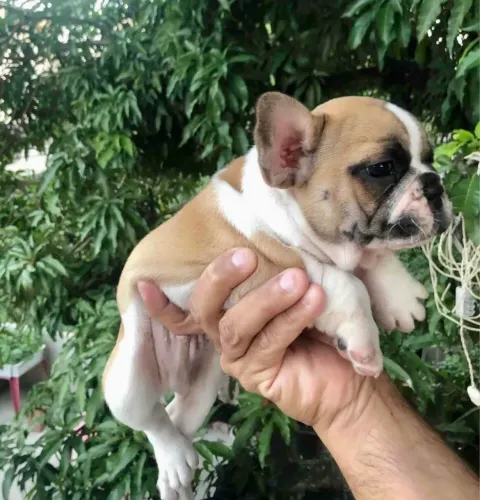 Buldogue francês macho disponível