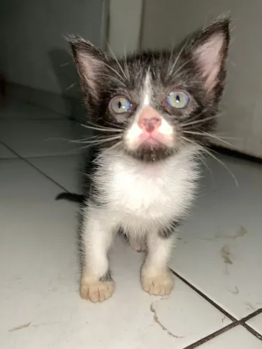 Gatos para Adoção