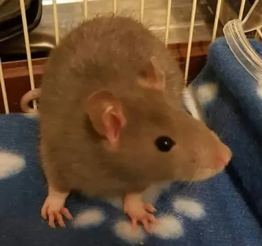Rato fofinho 