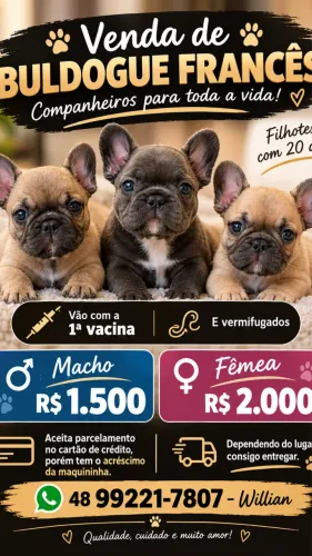 Buldogue francês 