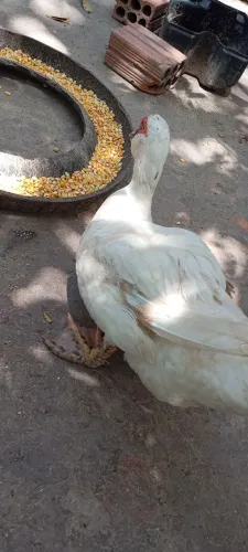 Pato