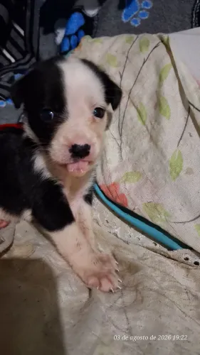 Linda cachorrinha fêmea!