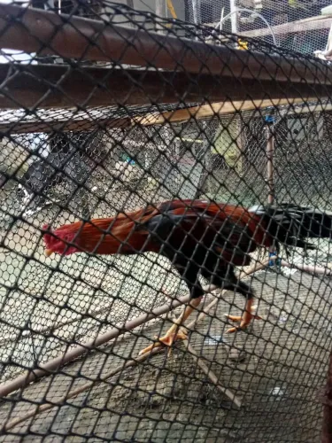 Galo de raça 