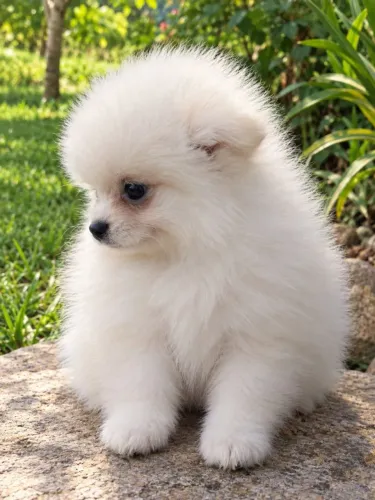 Spitz Alemão Lulu da Pomerânia