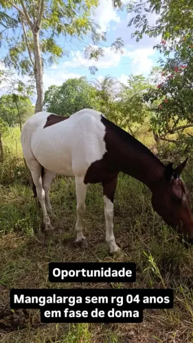 Egua pampa mangalarga 