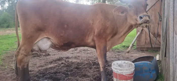 Vaca leiteira