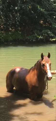 Cavalo