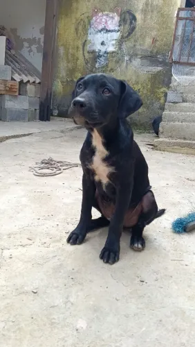 Filhote American Bully 4 meses vacinados