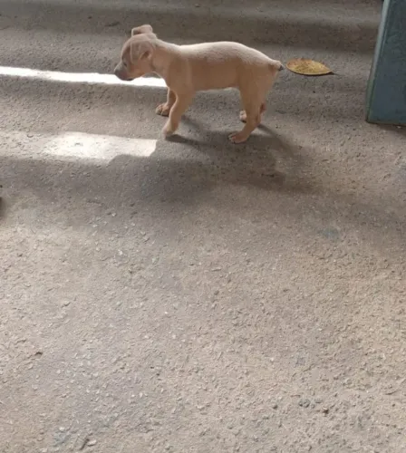 Vende-se Pinscher fêmea
