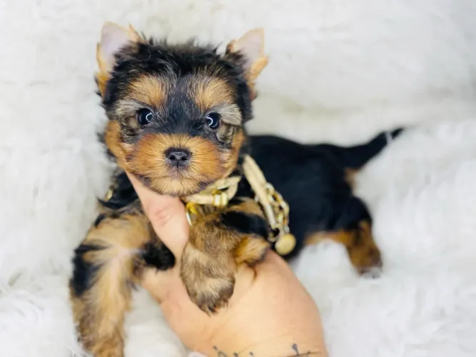 Lindo macho mini york com pedigree