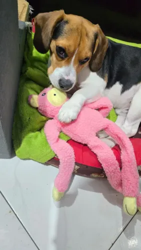 Beagle Mini Machos Disponíveis