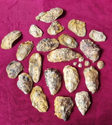Conchas de ostra