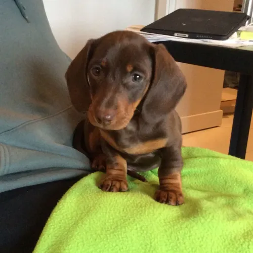 Seu Novo Parceiro de Vida dachshund teckel macho chocolate