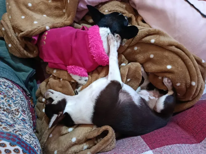 Chihuahua macho pelo curto chocotan
