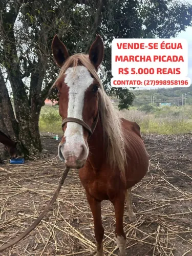 Vende-se Égua
