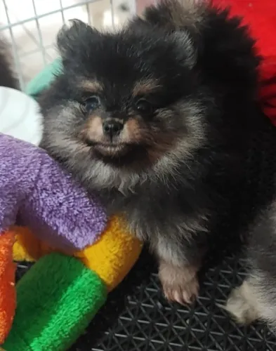 Spitz Alemão Anão Black tan
