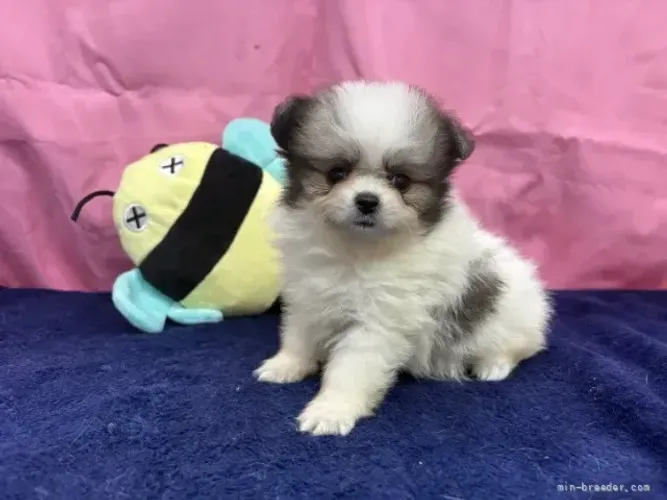 Filhote de cachorro muito afetuoso Spitz Alemão/ Lulu da Pomerânia/ anão/ anãozinho