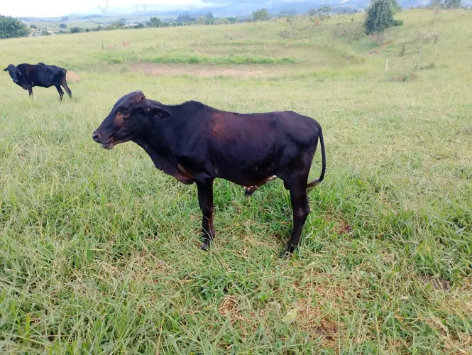 Vendo BEZERRO 