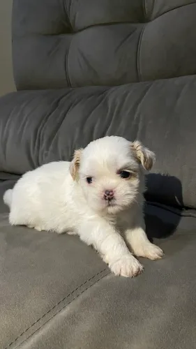 Shih Tzu, todos são machos!