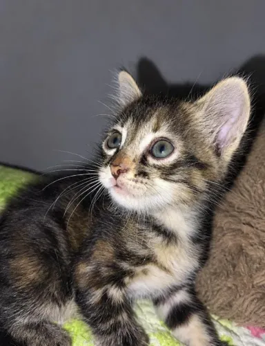 Gatinha fêmea para adoção