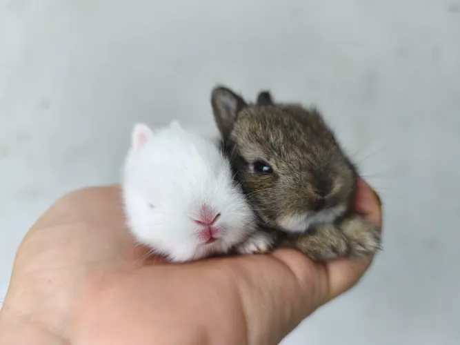 Mini coelho