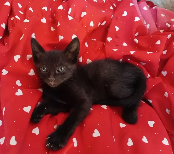 Gatinho para adoção