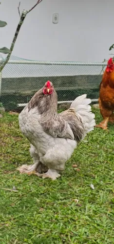 Galo