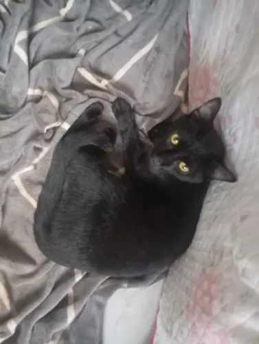 Doação responsável gato macho