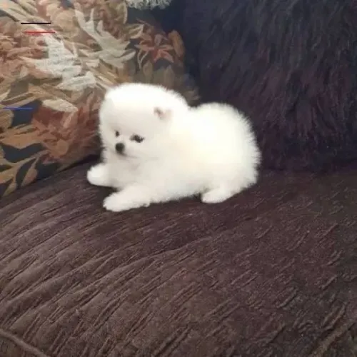 Filhotes de Spitz Alemão | Companhia alegre.