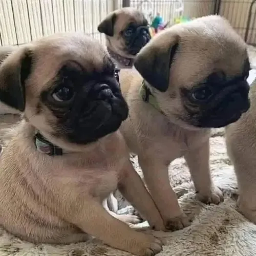 Cãozinho pug muito inteligente e ideal para companhia e proteção