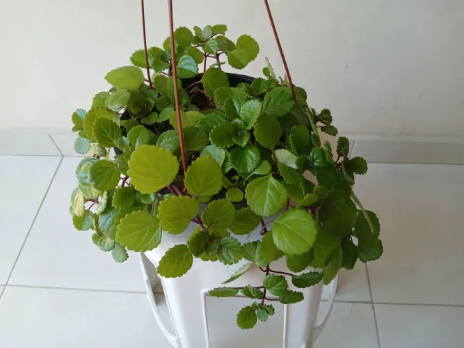 Linda planta Dólar.