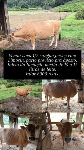 Vendo vaca prenha