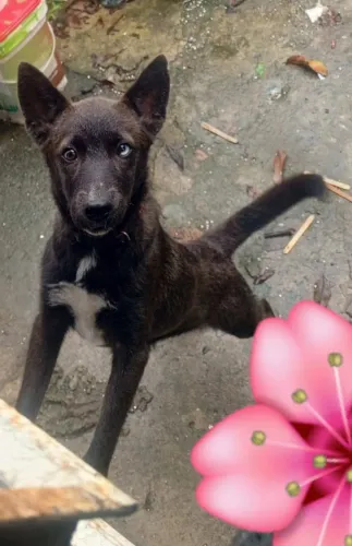 Doação de ransk siberiano 