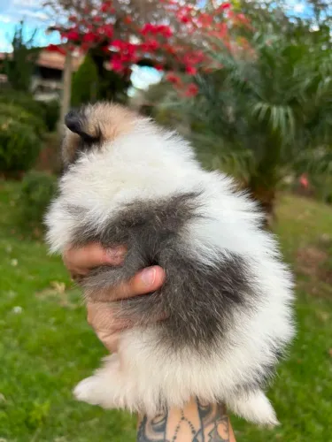Vendo filhotes de Spitz Alemão