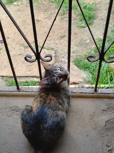 Gata castrada pra doação responsável